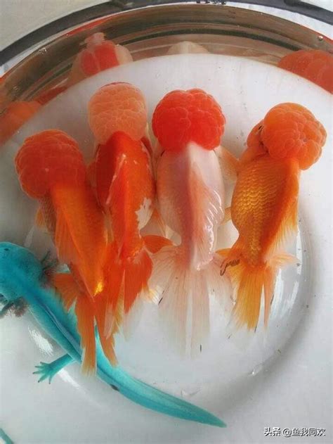 金魚風水數量